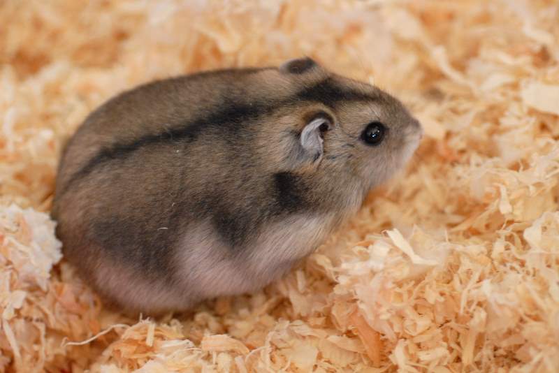 russian hamster
